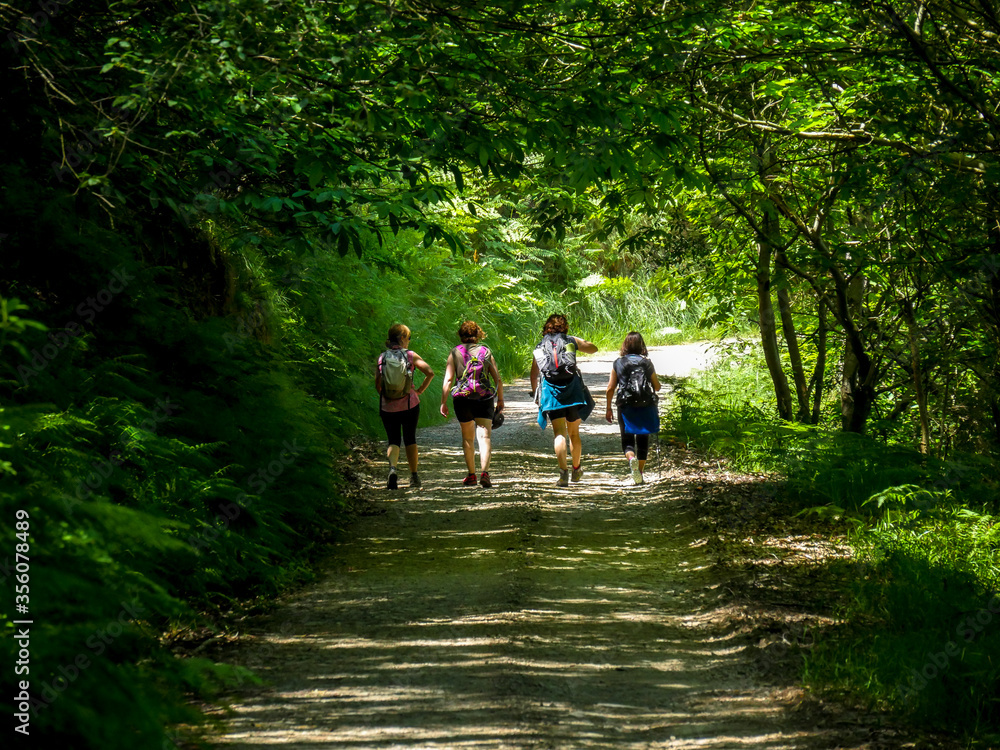 Fototapeta premium A group of friends walks through the woods (Asturias / Spain)