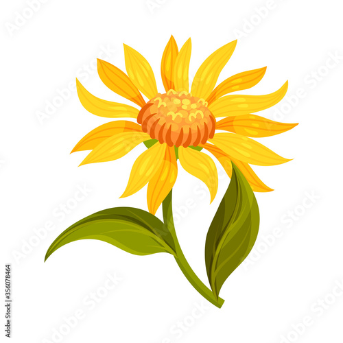 Mountain Arnica or Arnica Montana with Large Yellow Flower Head and Veined Leaves Vector Illustration