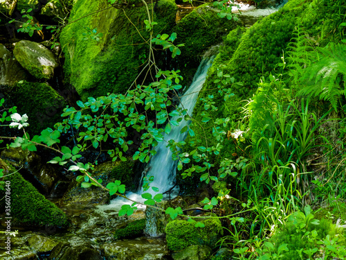 Small waterfall in a forest in Cudillero (Asturias / Spain)