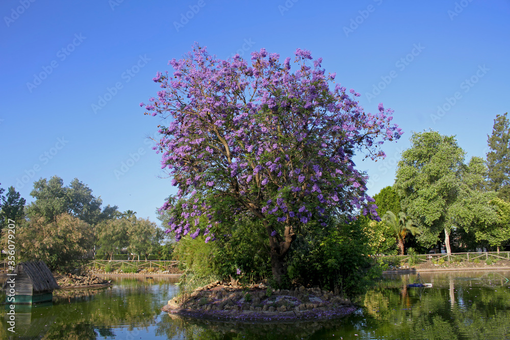 jacaranda tree with its clusters of purple trumpet-shaped blooms jacaranda tree with its clusters of purple trumpet-shaped blooms