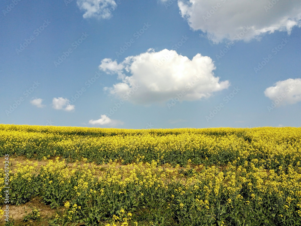 Yellow field of rapeseed and background of blue sky with white clouds