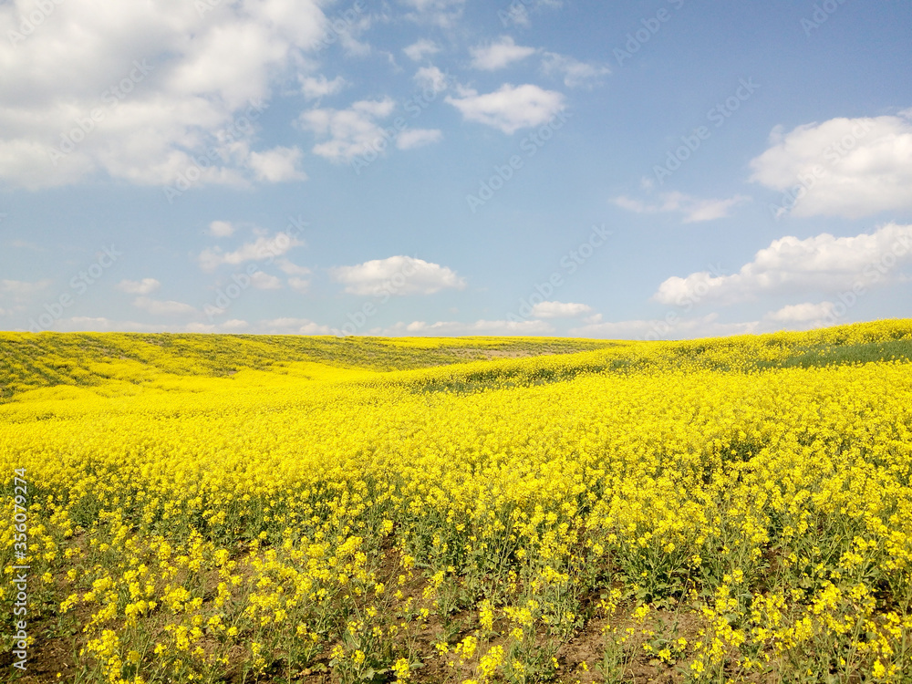 Yellow rapeseed field on blue sky  background 