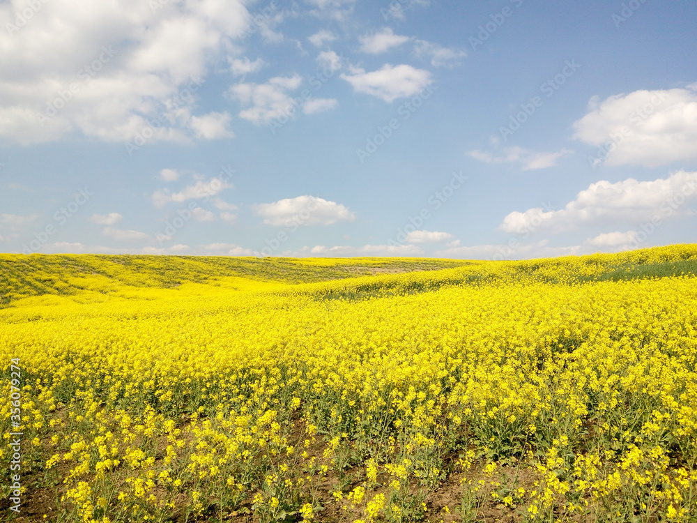 Yellow rapeseed field on blue sky background Yellow rapeseed field on blue sky background