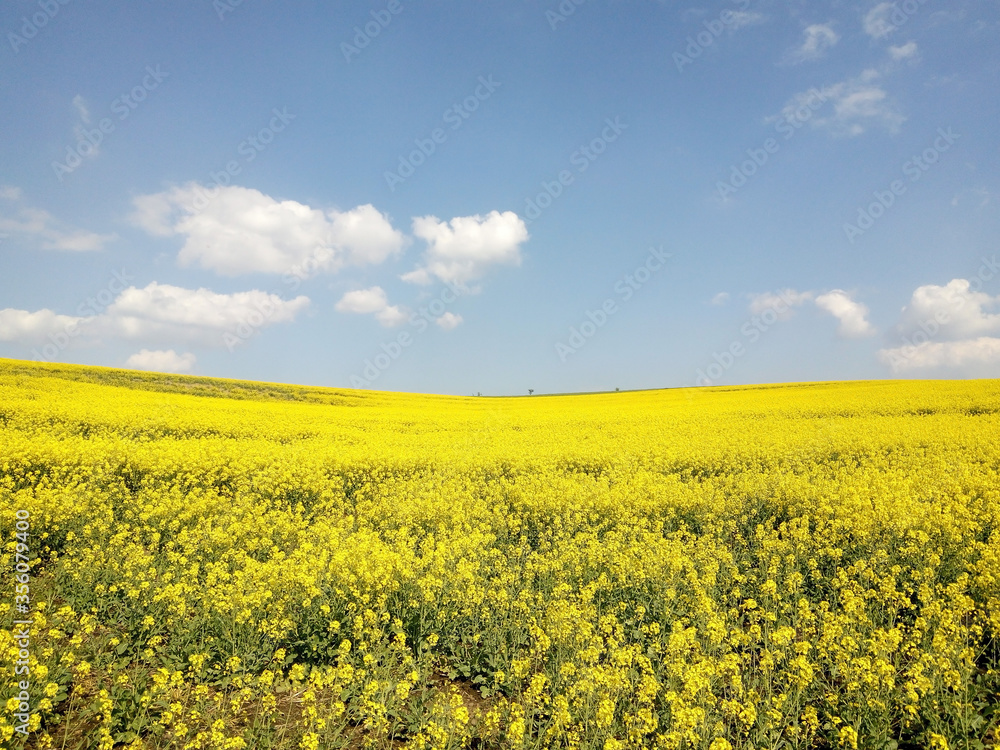 Yellow field of rapeseed and blue sky with white clouds Yellow field of rapeseed and blue sky with white clouds