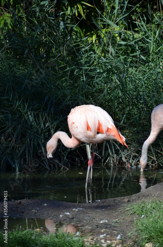 Beautiful Greater flamingos in the zoo