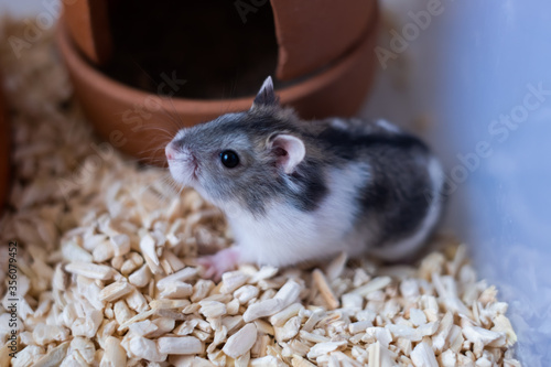 The hamster is a pet of the Winter White breed. Is a pet of animal lovers.