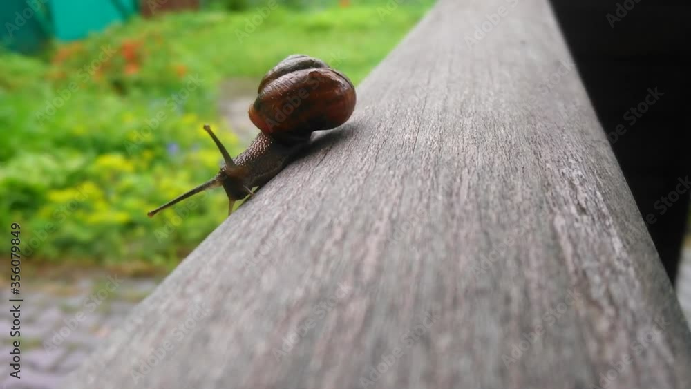 A large snail with a shiny shell crawls on a wooden surface after rain ...