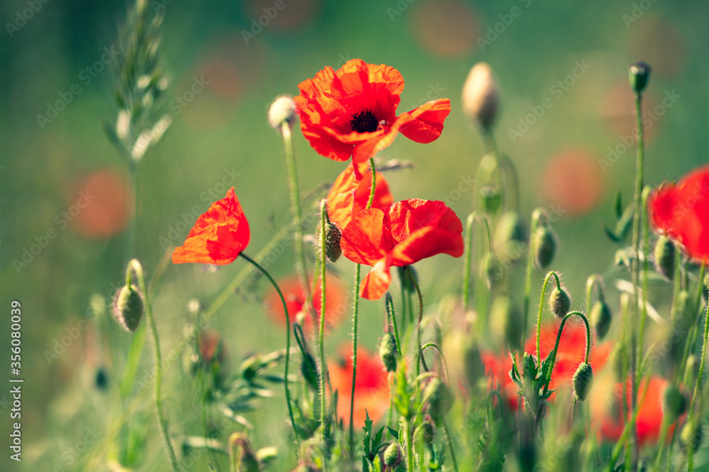 Fototapeta premium Mohnblumen