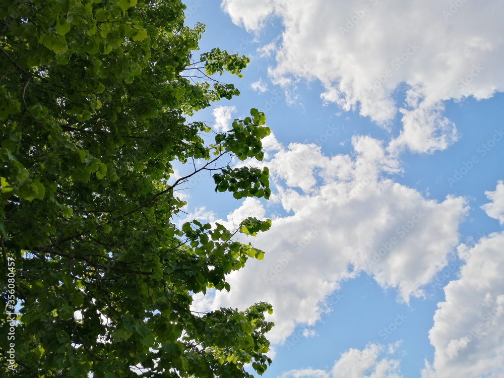 Fototapeta premium Green tree foliage and blue sky.