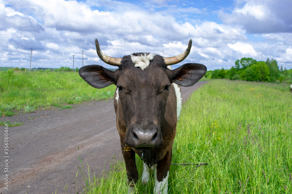Cow close-up looks at the frame against the background of the road, green grass and the sky with white clouds. Cow close-up looks at the frame against the background of the road, green grass and the sky with white clouds.