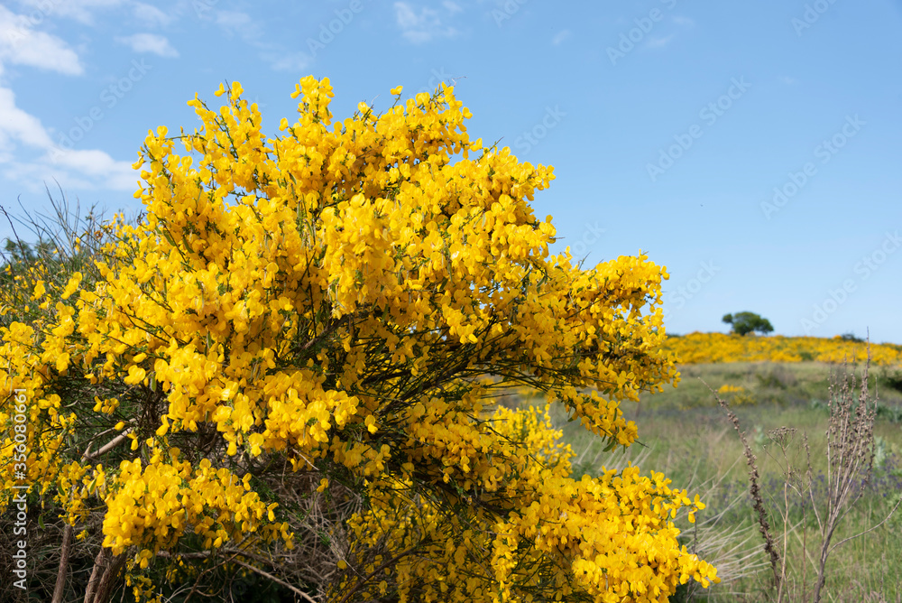 Gelber Ginster blüht auf der Insel Hiddensee. Gelber Ginster blüht auf der Insel Hiddensee.