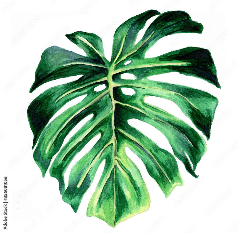 Obraz Tropical leaves. Botanical watercolor illustrations. Monstera leaf isolated on white background . Beautiful illustration for books, textiles, packaging, curtains, postcards, Wallpaper
