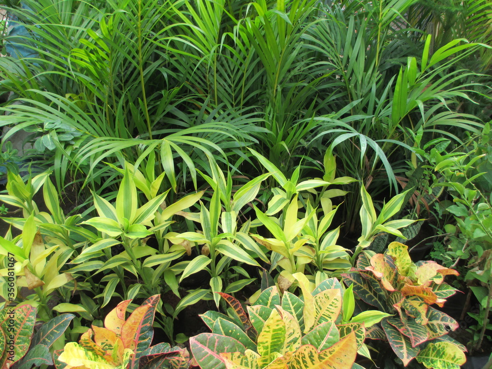 Fototapeta premium beautiful nature scenic view of plants, flowers