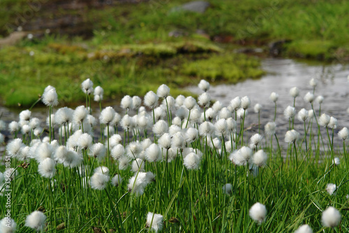 Flora of Kamchatka Peninsula: a close up of white fluffy flowers of Eriophorum vaginatum (hare's-tail cottongrass, tussock cotton-grass, sheathed cottonsedge), growing by the side of a brook Spokoyny photo