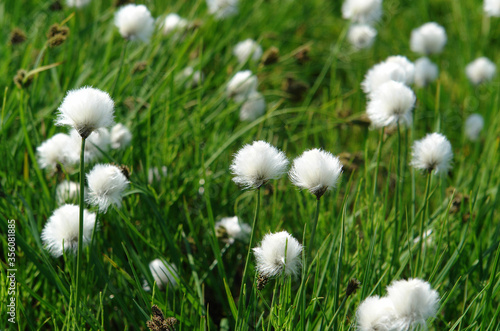 Fluffy flowers of Eriophorum vaginatum  cottongrass  cotton-grass or cottonsedge   growing by the side of the brook Spokoyny  Kamchatka Peninsula  Far East Russia