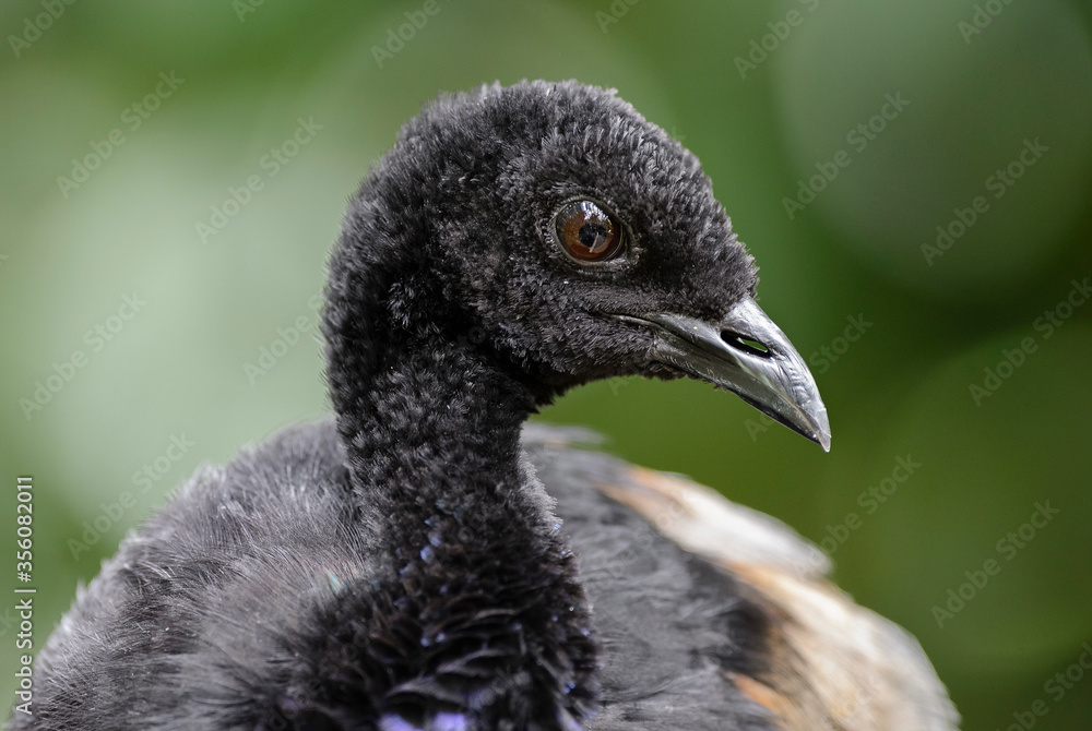 Fototapeta premium Grey-winged Trumpeter - Psophia crepitans, potrait of unique bird from Amazon tropical forests, Brazil.