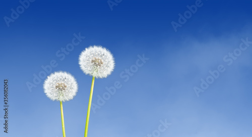 Dandelion on blue sky background.