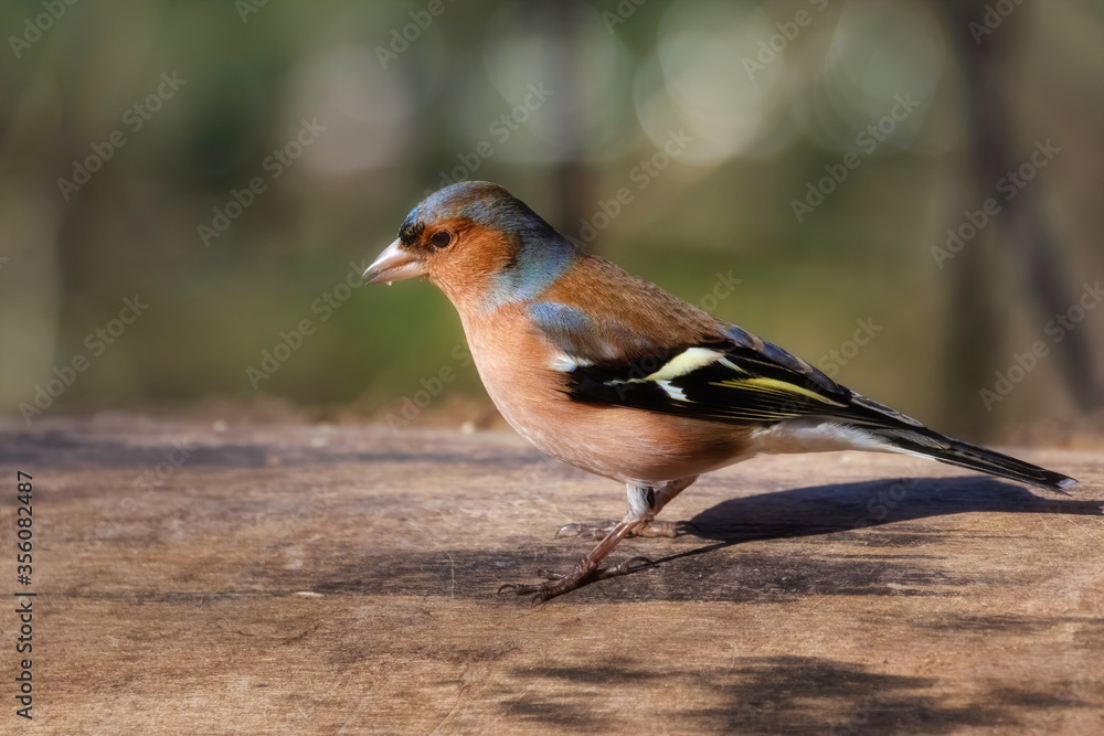 Male chaffinch and his shadow on a wooden log