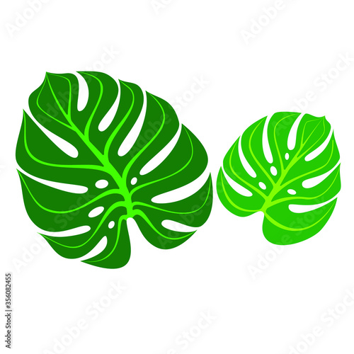 Large and small monstera leaves are green with streaks on a white background. Vector illustration