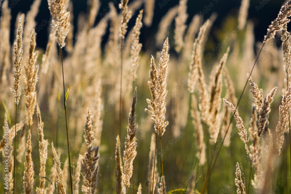 background of spikelets in a field in the sun background of spikelets in a field in the sun