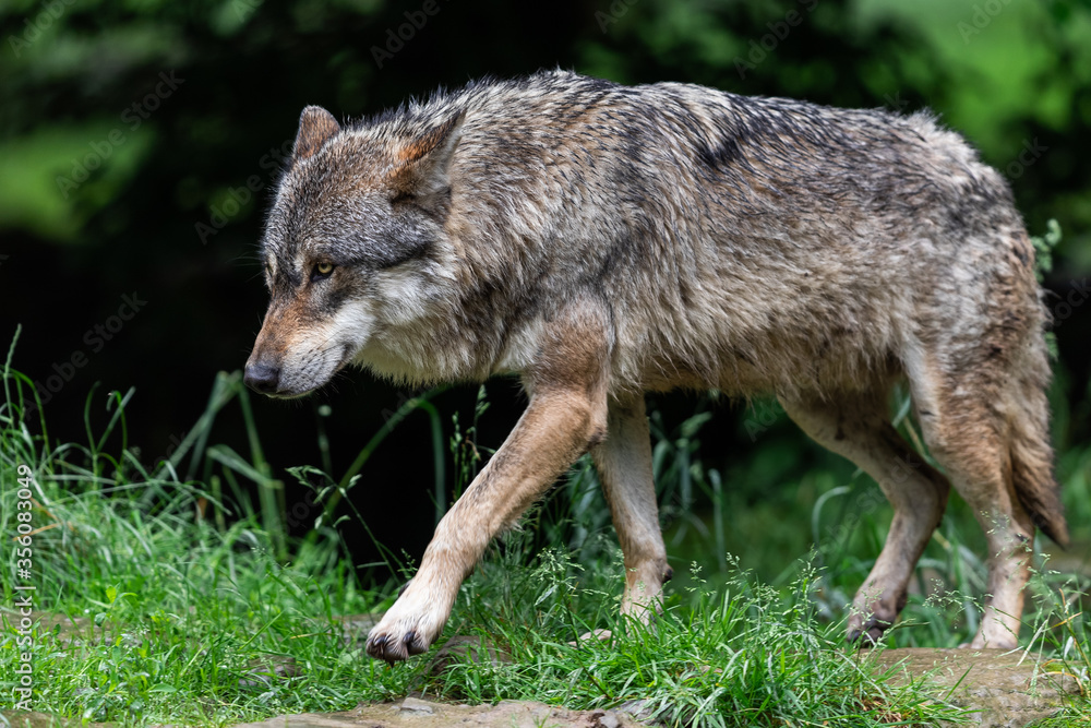 Fototapeta premium Grey wolf in the forest