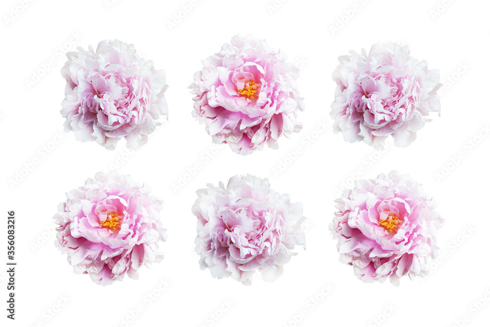 Fototapeta premium Set of pink peonies isolated on white background.