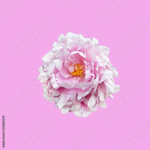 Peony flower isolated on pink background.
