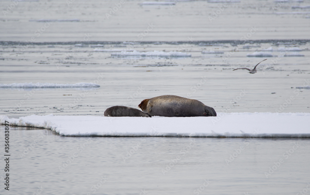 Fototapeta premium Bearded seal mother with pup lying on the sea ice on Spitsbergen