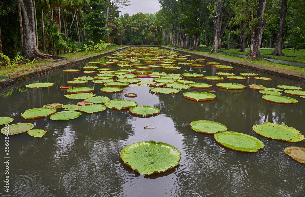 Lilly Ponds at Pamplemousse Gardens in Mauritius. Lilly Ponds at Pamplemousse Gardens in Mauritius.