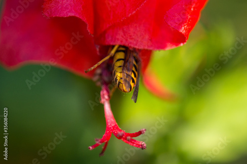 A bee and a red blossom of hibiscus 
