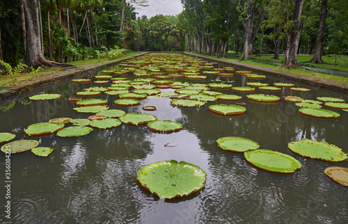 Lilly Ponds at Pamplemousse Gardens in Mauritius. © Julian