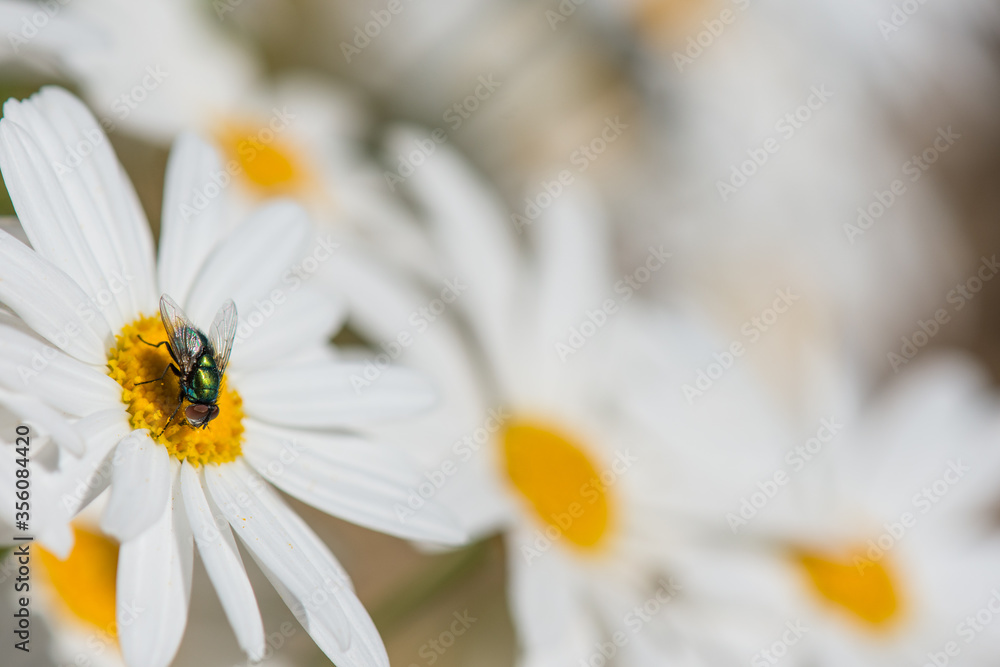A fly on a white daisy with blurred daisies in a background A fly on a white daisy with blurred daisies in a background