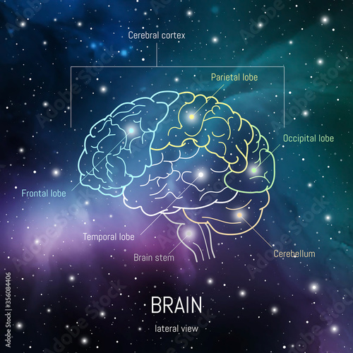 Brain structure. Cerebral cortex, frontal, parietal , occipital and temporal lobes, cerebellum and brain stem scientific medical neuro biology illustration in front of outer space background