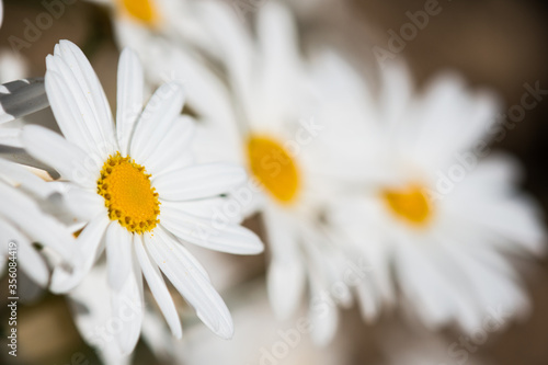 A white daisy with blurred daisies in a background