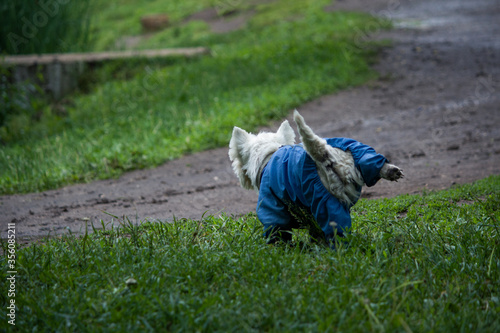 A small white dog in blue overalls on the lawn lifted his hind leg.