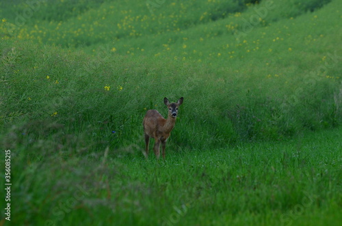 Fototapeta Naklejka Na Ścianę i Meble -  Sarna 