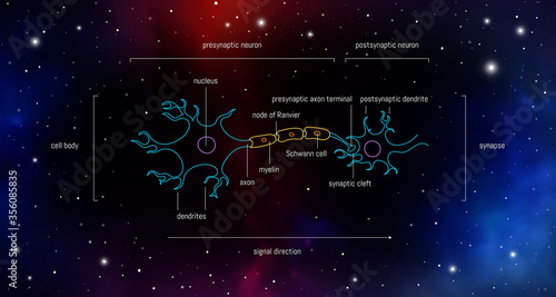 Neuron anatomy. Axons, dendrites, cell body, myelin and synaptic cleft. Neuroscience infographic on space background. Neurobiology scientific medical vector illustration