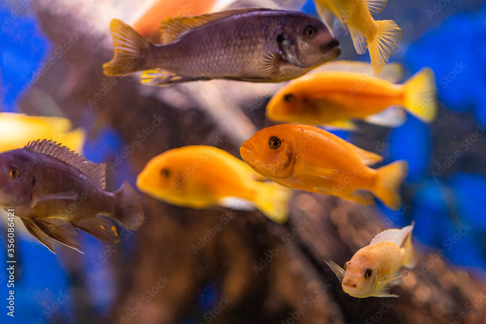 Aquarium with cichlids fish from lake malawi Aquarium with cichlids fish from lake malawi