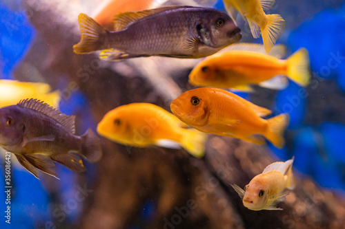 Aquarium with cichlids fish from lake malawi © vaclav