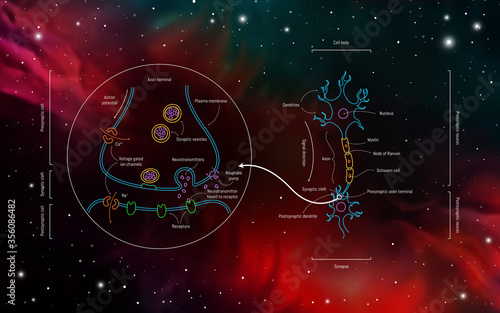 Neuron anatomy. Axons, dendrites, cell body, myelin and synaptic cleft. Neuroscience infographic on space background. Neurobiology scientific medical vector illustration