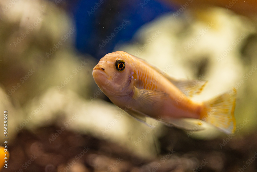 Aquarium with cichlids fish from lake malawi Aquarium with cichlids fish from lake malawi