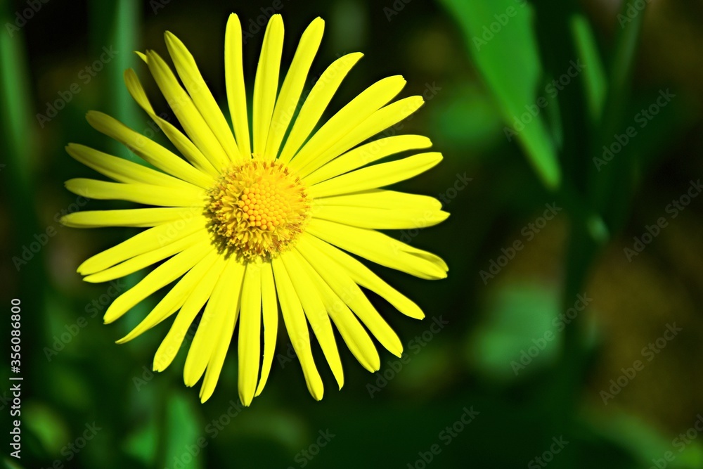 Obraz premium Blossom Austrian leopard's bane-Doronicum austriacum