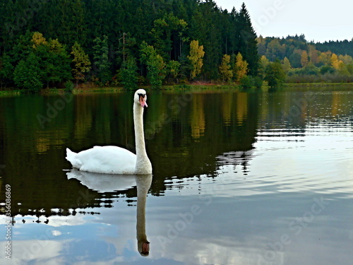 Czech Republic -view of the swan on the pond