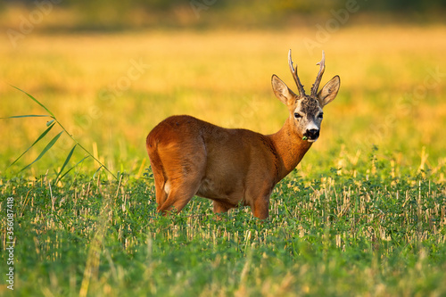 Photography Roe deer, capreolus capreolus, buck facing camera and listening on stubble field with green clover growing