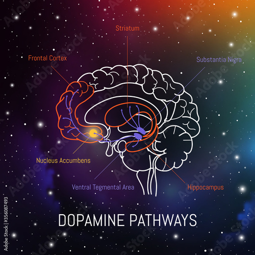 Dopamine pathways in the brain. Neuroscience medical infographic. Striatum, substantia nigra, hippocampus, ventral tegmental area and nucleus accumbens
