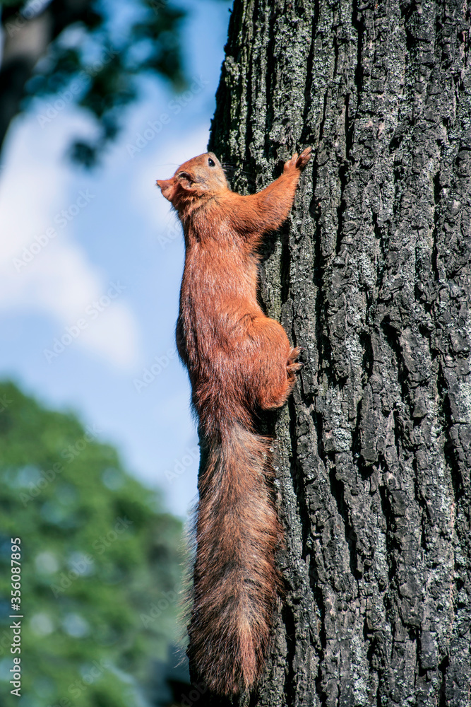 Red squirrel on tree. Squirrel on tree. Beautiful red squirrel in the park. Rodent. Red squirrel on tree. Squirrel on tree. Beautiful red squirrel in the park. Rodent.