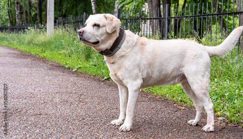 Dog, sad labrador, morning walk on a background of wet asphalt and green grass
