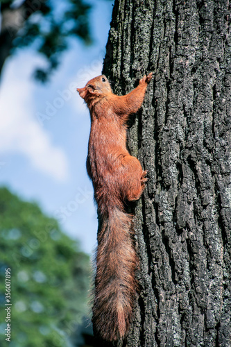 Red squirrel on tree. Squirrel on tree. Beautiful red squirrel in the park. Rodent. © Art_freeman