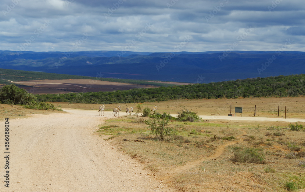 Zebras im Naturreservat im National Park Südafrika Zebras im Naturreservat im National Park Südafrika