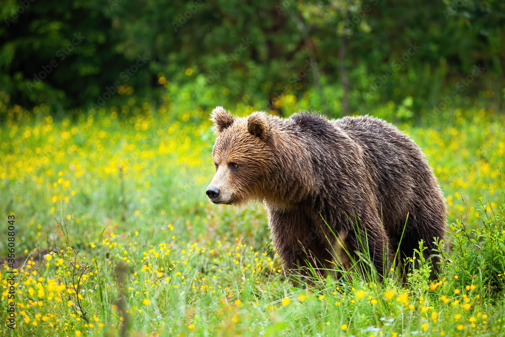 Upset brown bear, ursus arctos, looking down on spring meadow with yellow flowers. Sad furry mammal in summer with copy space. Horizontal scenery of wild animal in nature.